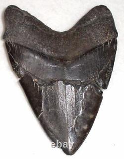 Affordable HUGE Complete 6 1/8 Fossil MEGALODON Shark Tooth