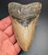 All Natural Thick 4.44 Lower Megalodon Shark Tooth North Carolina Rare Fossil