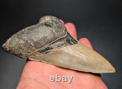 All Natural Thick 4.44 Lower Megalodon Shark Tooth North Carolina Rare Fossil