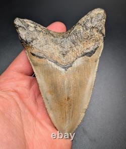 All Natural Thick 4.44 Lower Megalodon Shark Tooth North Carolina Rare Fossil