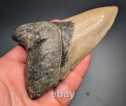 All Natural Thick 4.44 Lower Megalodon Shark Tooth North Carolina Rare Fossil