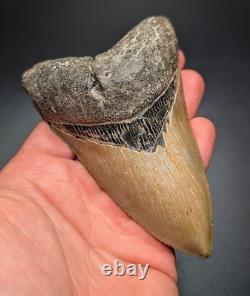All Natural Thick 4.44 Lower Megalodon Shark Tooth North Carolina Rare Fossil