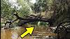 Alligator Guards 100 000 Year Old River Treasure