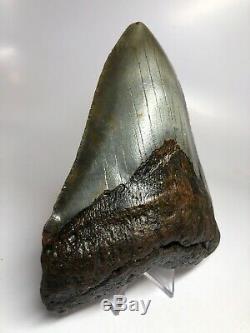 Amazing 5.75 Huge Megalodon Fossil Shark Tooth Rare 3419