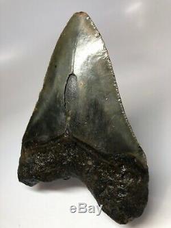 Amazing 5.75 Huge Megalodon Fossil Shark Tooth Rare 3419