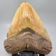 Amazing Colors Huge/wide 5.98 Fossil Megalodon Tooth Usa