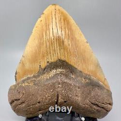 Amazing Colors HUGE/WIDE 5.98 Fossil MEGALODON Tooth USA