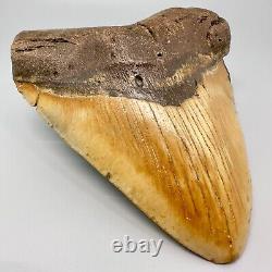 Amazing Colors HUGE/WIDE 5.98 Fossil MEGALODON Tooth USA