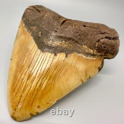 Amazing Colors HUGE/WIDE 5.98 Fossil MEGALODON Tooth USA