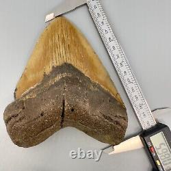 Amazing Colors HUGE/WIDE 5.98 Fossil MEGALODON Tooth USA