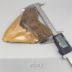 Amazing Colors HUGE/WIDE 5.98 Fossil MEGALODON Tooth USA
