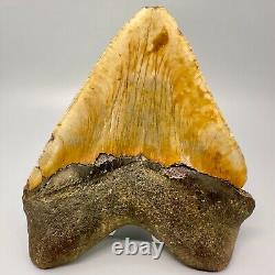 Amazing Colors HUGE/WIDE 5.98 Fossil MEGALODON Tooth USA
