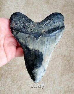 Amazing colors! 5.20 Megalodon Shark Tooth Fossil NO RESTORATION, NO REPAIR