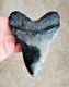 Amazing Colors! 5.20 Megalodon Shark Tooth Fossil No Restoration, No Repair
