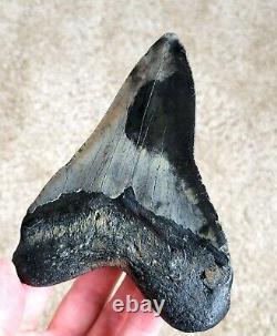 Amazing colors! 5.20 Megalodon Shark Tooth Fossil NO RESTORATION, NO REPAIR