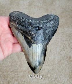 Amazing colors! 5.20 Megalodon Shark Tooth Fossil NO RESTORATION, NO REPAIR