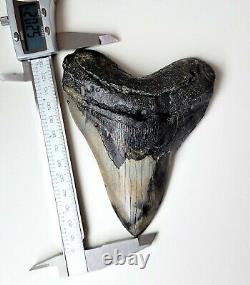 Amazing colors! 5.20 Megalodon Shark Tooth Fossil NO RESTORATION, NO REPAIR