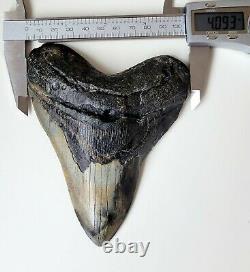 Amazing colors! 5.20 Megalodon Shark Tooth Fossil NO RESTORATION, NO REPAIR