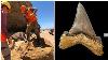 An Australian Scientist Found A Tooth So Big That It S Hard To Believe This Monster Actually Existed