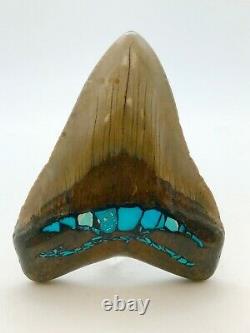 Ancient Beautiful Megalodon Shark Tooth With Turquoise Inlay Nc Offshore