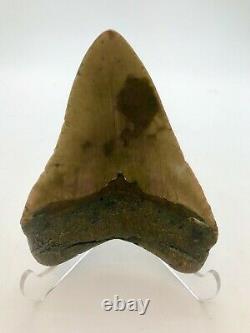 Ancient Beautiful Megalodon Shark Tooth With Turquoise Inlay Nc Offshore