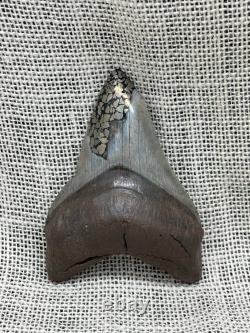 Ancient Megalodon Shark Tooth with Pyrite Inlay