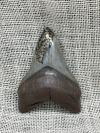 Ancient Megalodon Shark Tooth With Pyrite Inlay