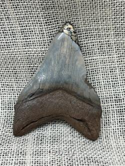 Ancient Megalodon Shark Tooth with Pyrite Inlay