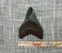 Ancient Megalodon Shark Tooth with Pyrite Inlay