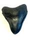 Ancient Original Megalodon Shark Tooth Fossil Massive 5 Inch