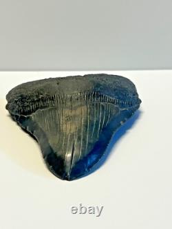 Ancient Original Megalodon Shark Tooth Fossil Massive 5 Inch
