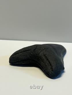 Ancient Original Megalodon Shark Tooth Fossil Massive 5 Inch