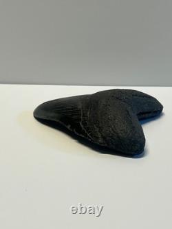 Ancient Original Megalodon Shark Tooth Fossil Massive 5 Inch