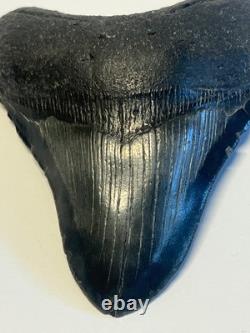 Ancient Original Megalodon Shark Tooth Fossil Massive 5 Inch