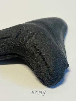 Ancient Original Megalodon Shark Tooth Fossil Massive 5 Inch