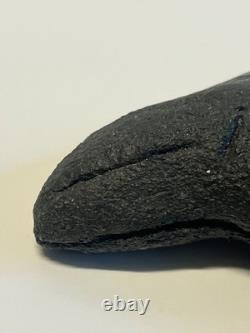 Ancient Original Megalodon Shark Tooth Fossil Massive 5 Inch