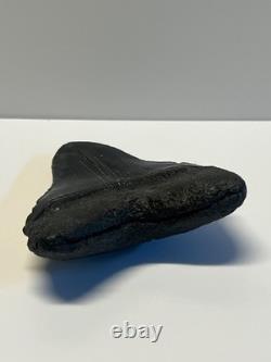 Ancient Original Megalodon Shark Tooth Fossil Massive 5 Inch