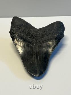 Ancient Original Megalodon Shark Tooth Fossil Massive 5 Inch