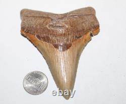 Angustiden (Pre-Megalodon) Shark Tooth Fossil No Repair 3.74 COMMERCIAL GRADE