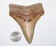 Angustiden (pre-megalodon) Shark Tooth Fossil No Repair 3.74 Commercial Grade