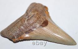 Angustiden (Pre-Megalodon) Shark Tooth Fossil No Repair 3.74 COMMERCIAL GRADE