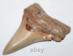 Angustiden (Pre-Megalodon) Shark Tooth Fossil No Repair 3.74 COMMERCIAL GRADE