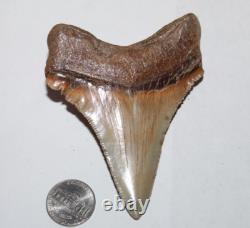 Angustiden (Pre-Megalodon) Shark Tooth Fossil No Repair 3.74 COMMERCIAL GRADE