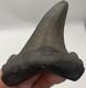 Angustidens/auriculatus Shark Tooth Fossil Megalodon Ancestor 2.7 Shark Tooth