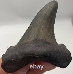 Angustidens/Auriculatus Shark Tooth Fossil MEGALODON ANCESTOR 2.7 Shark Tooth