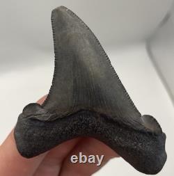 Angustidens/Auriculatus Shark Tooth Fossil MEGALODON ANCESTOR 2.7 Shark Tooth