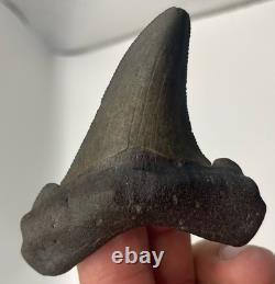 Angustidens/Auriculatus Shark Tooth Fossil MEGALODON ANCESTOR 2.7 Shark Tooth