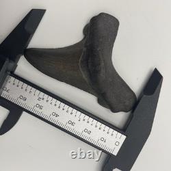 Angustidens/Auriculatus Shark Tooth Fossil MEGALODON ANCESTOR 2.7 Shark Tooth