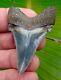 Angustidens Shark Tooth 2.29 In. Ultra Quality Real Fossil No Restorations