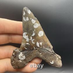 Angustidens Shark Tooth 3.5 Megalodon Ancestor Authentic All Natural Fossil